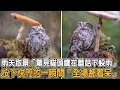 雨天取景「驚見貓頭鷹在蘑菇下躲雨」按下快門的一瞬間「全場都看呆」|#貓咪故事 #貓與貓頭鷹