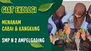 Giat Ekologi - Penanaman Bibit Cabai & Kangkung Di Smp N 2 Ampelgading