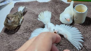 Hand Feeding Baby Birds (White Society Finch & White Zebra Finch & Agate Canary) 20230702 by Nissan Tseng 53,236 views 10 months ago 3 minutes, 57 seconds