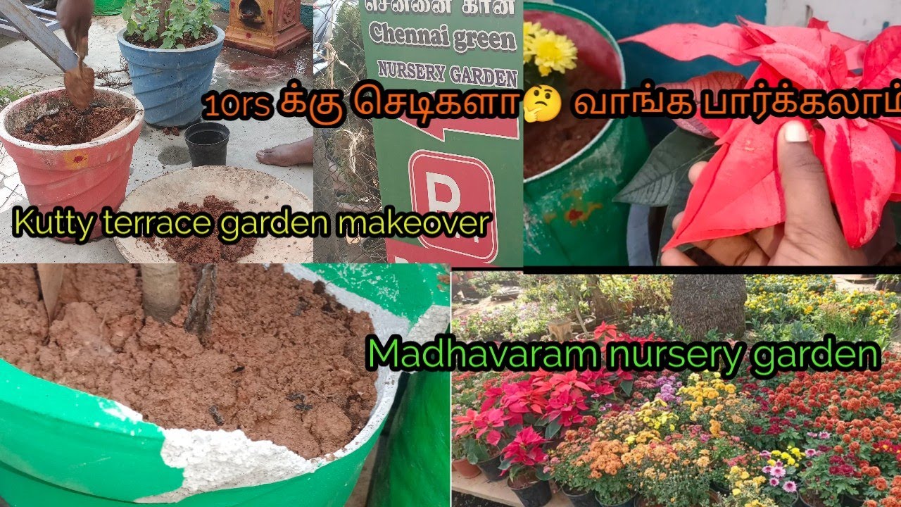 Madhavaram nursery garden vlog 🌺🌹/our kutty terrace garden makeover
