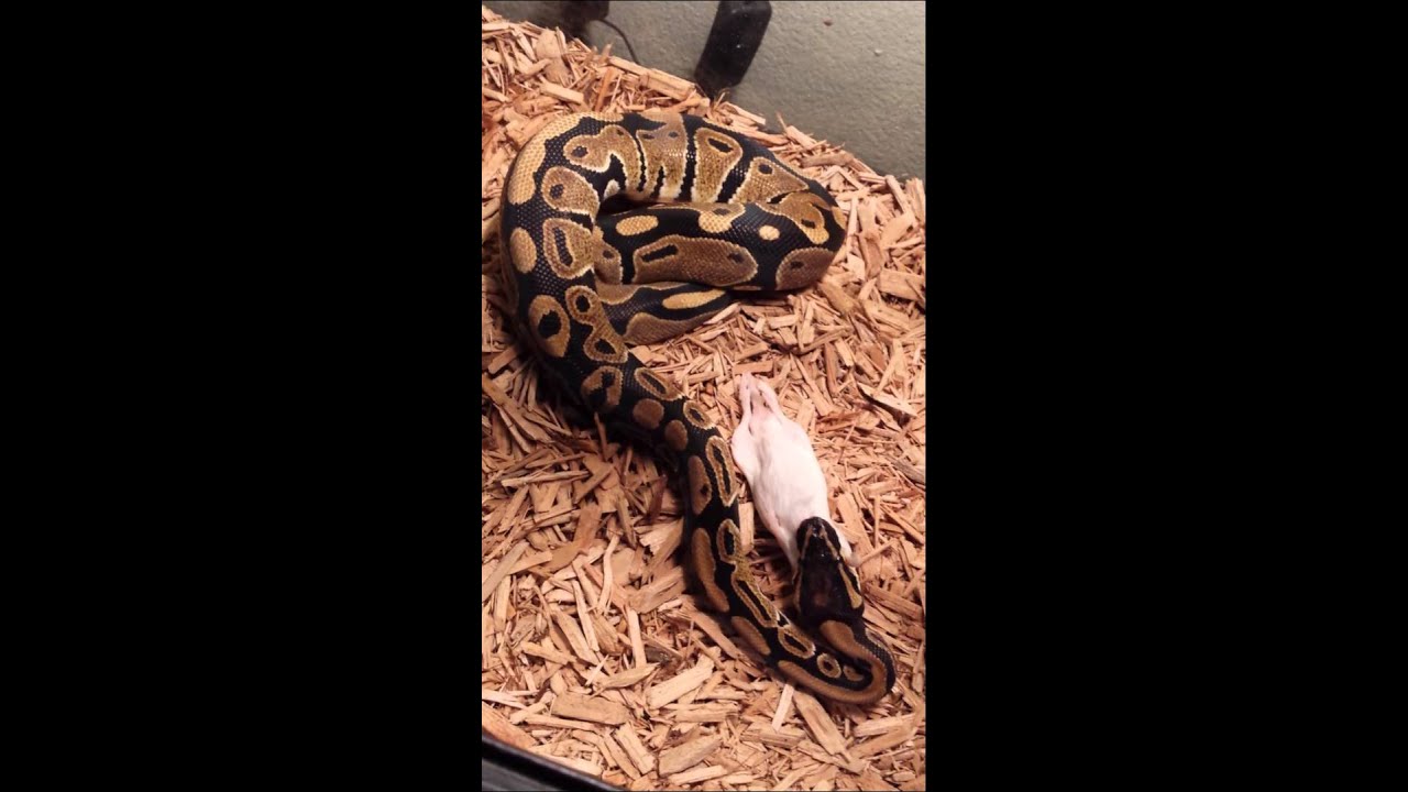 camera iphone 8 plus apk Kaa male ball python
