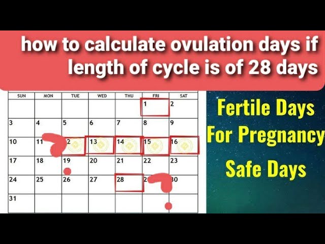how to calculate ovulation days if length of cycle is of 28days, fertile  days, safe days