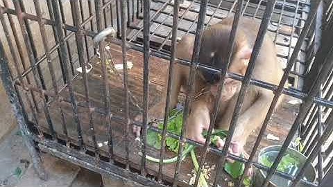 Wiro Sableng Makan sayuran 🐵🐒💕💯