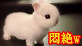 かわいい動物まとめランキングワールド Youtube