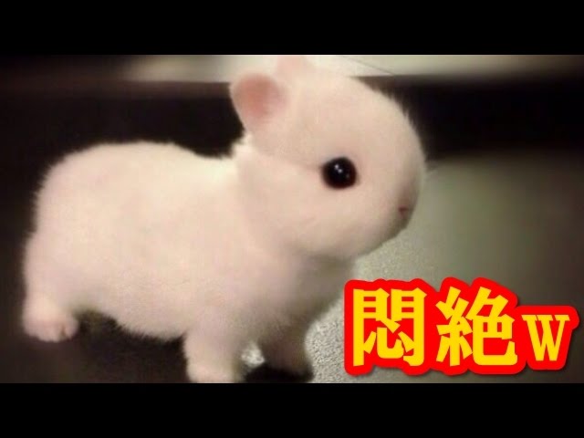 かわいい小動物 室内で飼う派の人におススメめちゃかわ小動物９選 Youtube