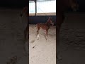 Cheval à vendre - Poulain sf origine sport haut niveau - Vidéo 2 - equirodi.com