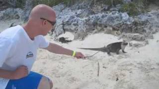 Feeding Iguanas In The Bahamas Outer Islands
