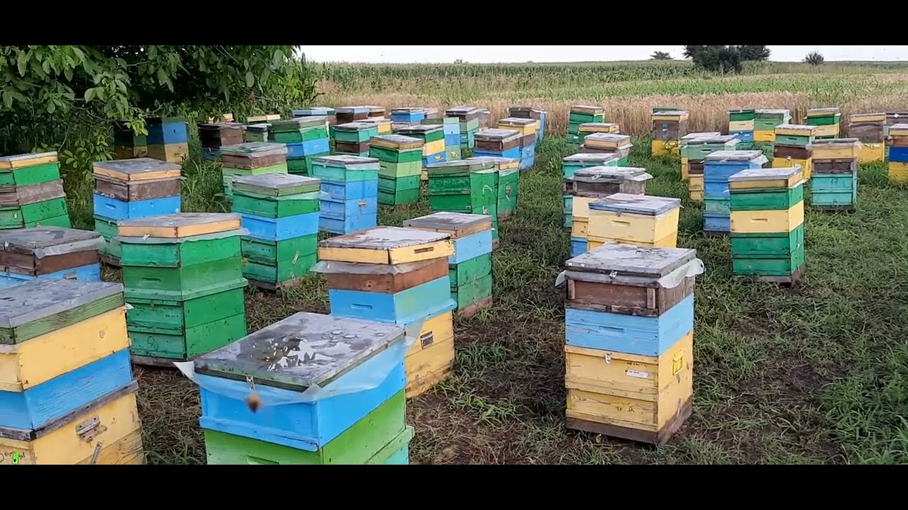 Floarea soarelui 2023