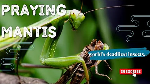 Praying Mantises | The Kung Fu Killers of the Insect Kingdom - Deadly Killers of the Insect World #👹