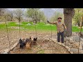 Nomadic life: 🐓caring for chicks and little lambs in the mountains🐑