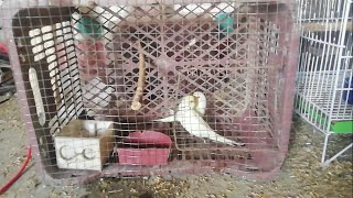 Easy Way To Make small Birds Cage Using Apple Box | Small Cage for Budgies | how to make bird cage