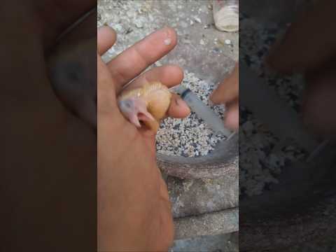 إطعام صغار الحمام