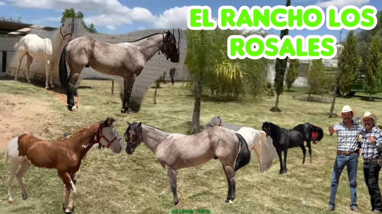 A QUI EN MI RANCHO EL ROSARIO, TENGO DE TODO COMO EN LA HUERTA, MIS CABALLO TRAEN BUENAS LÍNEAS😉🇲🇽😍