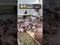 اشتراك بالقناة اكسبلور طيور الكويت Pigeon حمام Birds Kabootar زاجل لايك اشتراك بالقناة اكسبلور طيور الكويت Pigeon حمام Birds Kabootar زاجل لايك
