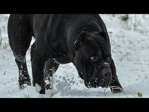 वीडियो: बर्जर पिकार्ड कुत्ते की नस्ल हाइपोएलर्जेनिक, स्वास्थ्य और जीवन अवधि