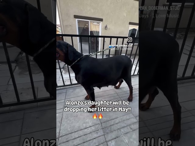 Alonzo‘s daughter dropping this fire ass litter in May. CONTACT 👉 @darkness.dobermanns  #doberman