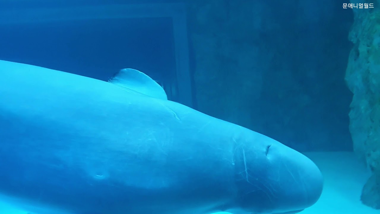 롯데월드 아쿠아리움에서 튜브를 물고 놀고 있는 벨루가