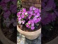 ピンクキュートなインパチェンス#flowers #garden #gardening #植物 #テラコッタ #ガーデニング