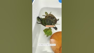 🐢 Rùa Mẹ Lao Xuống Nước Cứu Con Khiến Ai Cũng Xúc Động! 😭💦