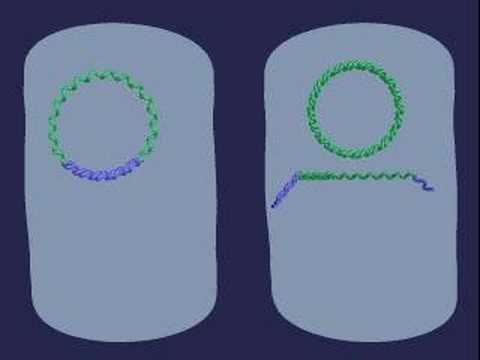 Vídeo: Diferença Entre As Cepas HFR E F +