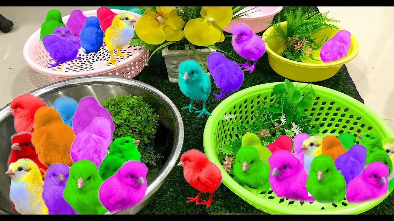 Catch Cute baby Chickens, Adorable Ducks, Color Chicks, Rainbow Chicks