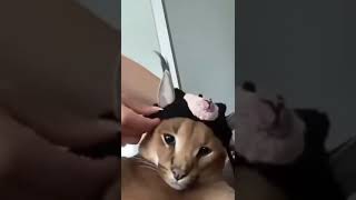 Floppa wit da drip🥶 |#shorts