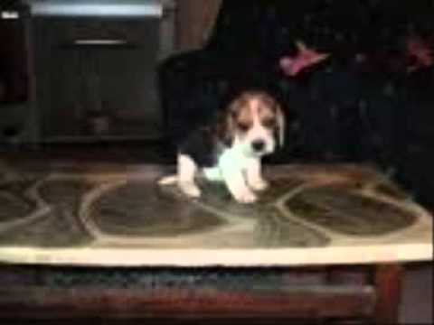 C:UsersFabianaVi...  de beagle feito por julia macedo.wmv