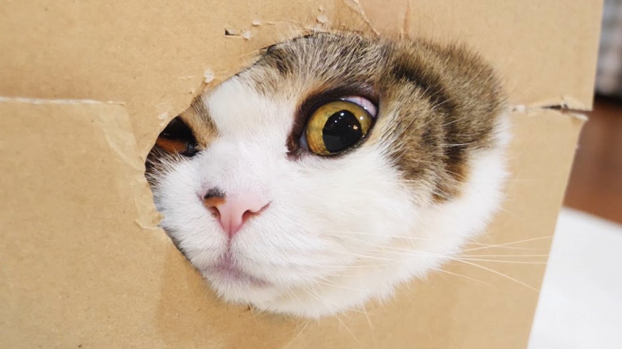 パパのいうことを聞きなさい！ はてな✩イリュージョン 迷い猫オーバー