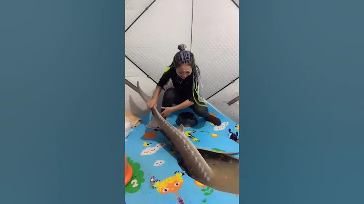 cá tầm sống ở dưới băng tuyết #fishing #cauca #câu #fishinglife #carpfishing