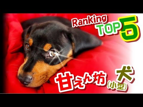 【なるほど！】甘えん坊犬(小型犬)ランキングトップ５～愛犬家ビギナーにオススメ！