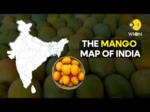 Video: Mango Tourism in India: 14 Top Mango Farms and Festivals