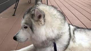 The Fluff Cycle Ragnar