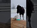 This Horse Brought an Owl 😭