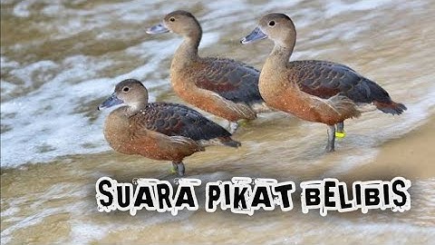 Suara Pikat Belibis Di Jamin Ampuh 100%