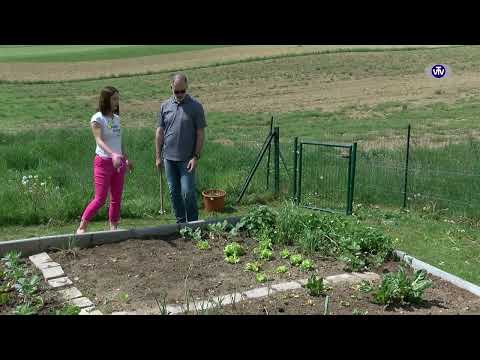 Video: Dobri spremljevalci pese - nasveti za sajenje pese na vrtu v bližini