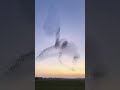 Bird's Magical Dancing Show #shorts