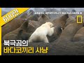 북극곰의 바다코끼리 사냥