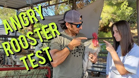 Aggressive Rooster Behavior Test