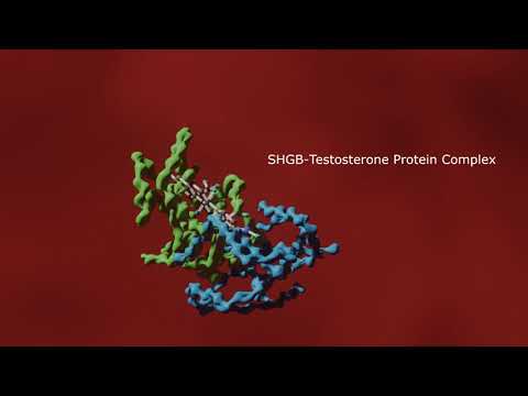 Testosterone Hormone Signaling Pathways