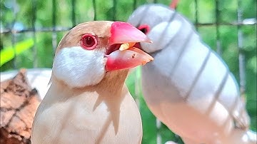 Java sparrows sing so crazy on the timber with crazy dancing together. Java sparrows singing sound.