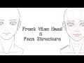How I Use the Loomis Method to Draw a Front View Head and Face Structure - like Y/N ?