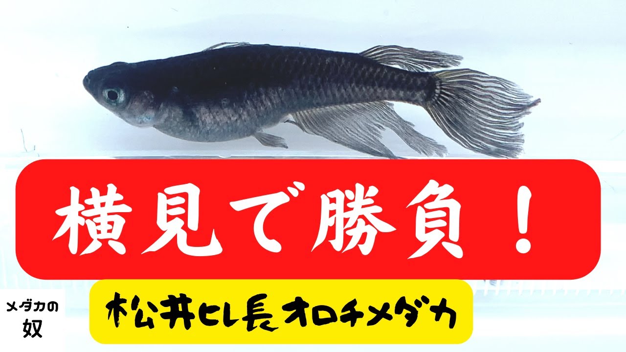 ☆ラス1組様☆松井ヒレ長オロチメダカ20匹 楽天市場】松井ヒレ長オロチ(まついひれながおろち)メダカの稚魚・10匹