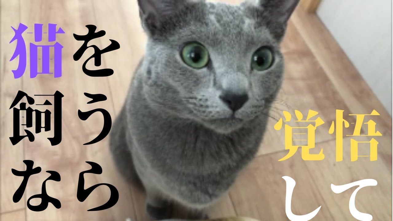 猫を飼うと覚悟しておくべきこと ロシアンブルー Youtube