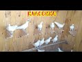 Старопородные Бакинские голуби Петра в Екатеринбурге