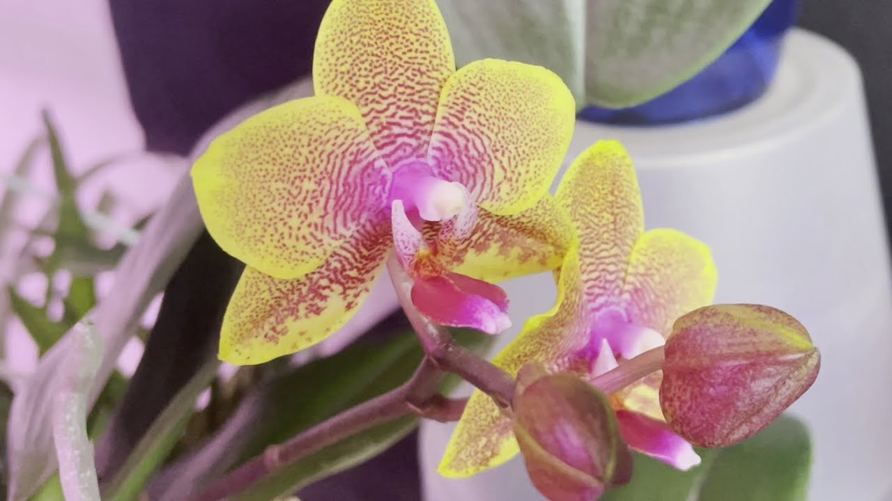 Праздник! Ёлка! Орхидеи!