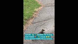 NATURE - SQUIRREL’S ATTEMPT TO RAID BIRD-FEEDER #asmr #animals #nature #foryou #youtubeshorts