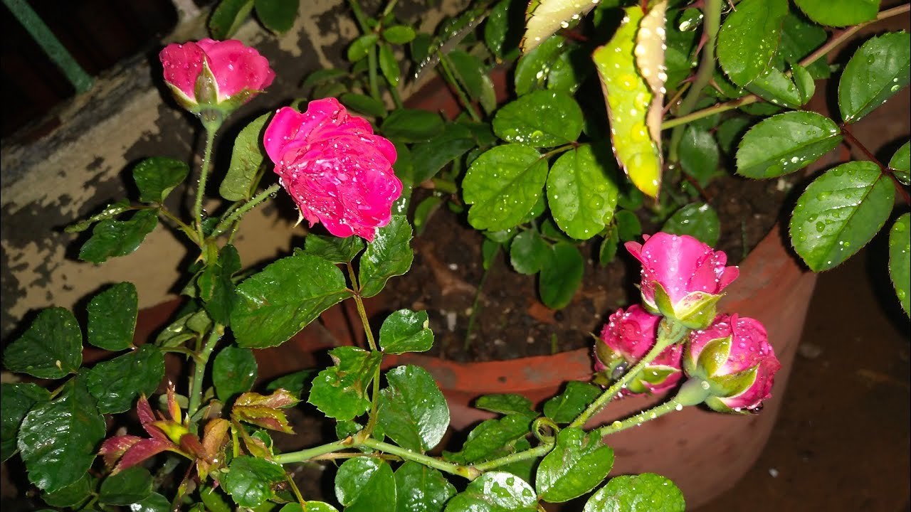 My Garden Photos