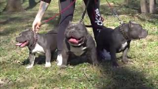 Best American Bully Pocket 2020