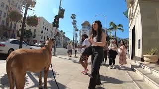 Cash 2.0 Great Dane on Rodeo Drive in Beverly Hills 11