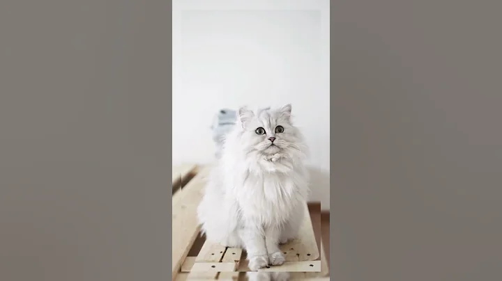 Video 552411: persian cat breed, persian cat shaded silver